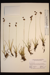 Juncus orthophyllus image